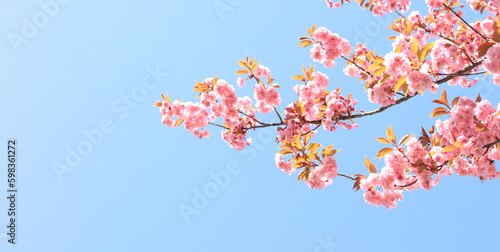 Beautiful pink sakura flowers against spring blue sky. Copy space. Prunus serrulata Kanzan. Beautiful nature with a flowering tree on a sunny day in spring