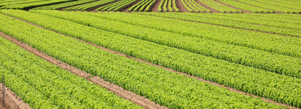 wide cutivaled field of green fresh lettuce