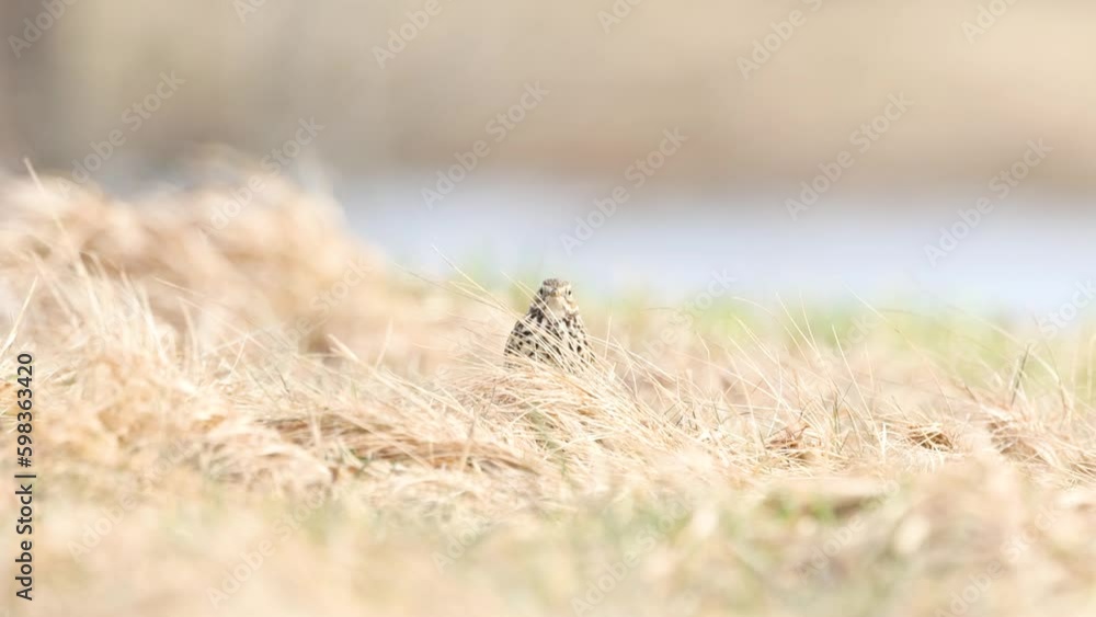 A closeup of a small passerine Meadow pipit on dry grass on a sunny early spring day in Estonia, Northern Europe A closeup of a small passerine Meadow pipit on dry grass on a sunny early spring day in Estonia, Northern Europe