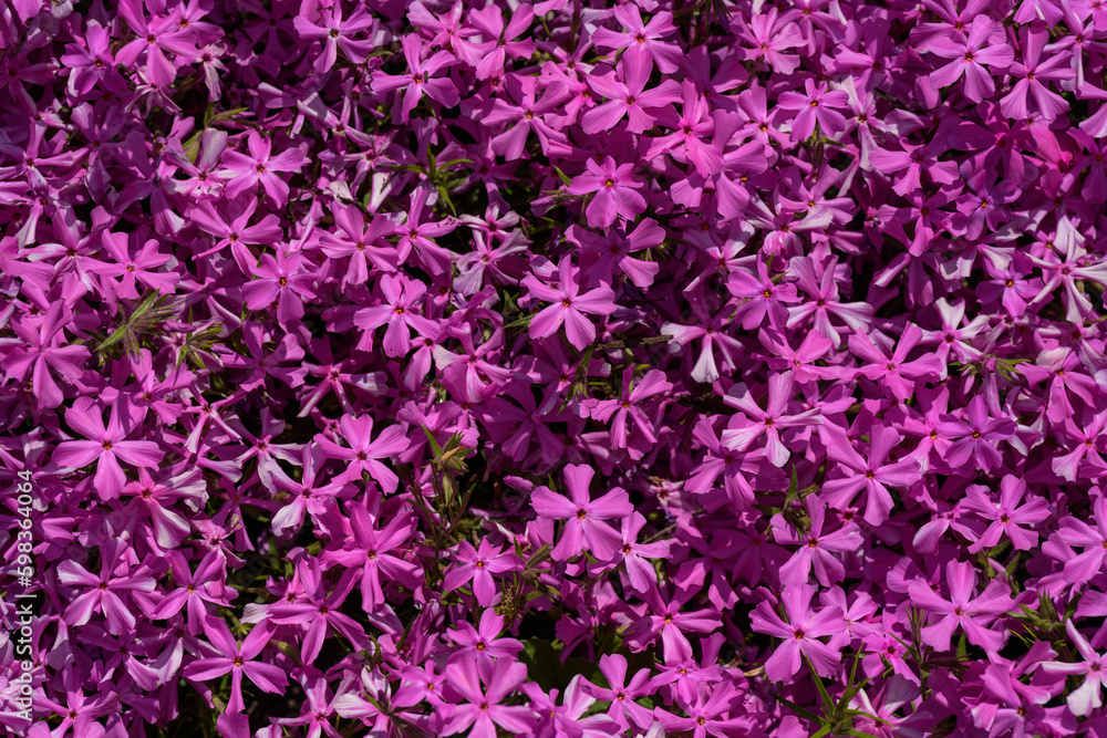 purple phlox rock bush blooming