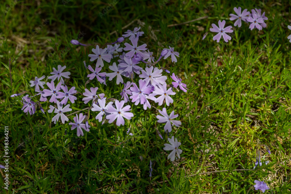 small purple phlox rock flowers with green bush and dappled sunlight small purple phlox rock flowers with green bush and dappled sunlight