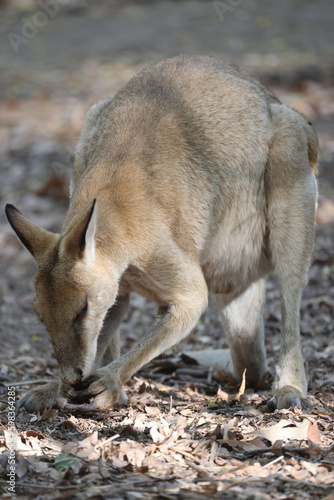 wild kangaroo at campground in northern australia