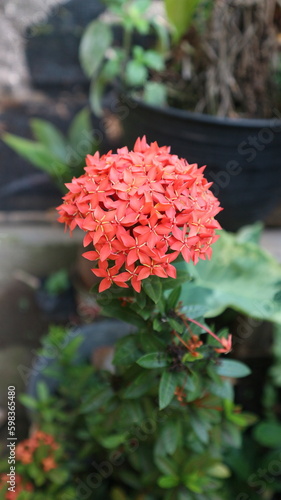 Ixora chinensis  commonly known as Chinese ixora  is a species of plant of the genus Ixora