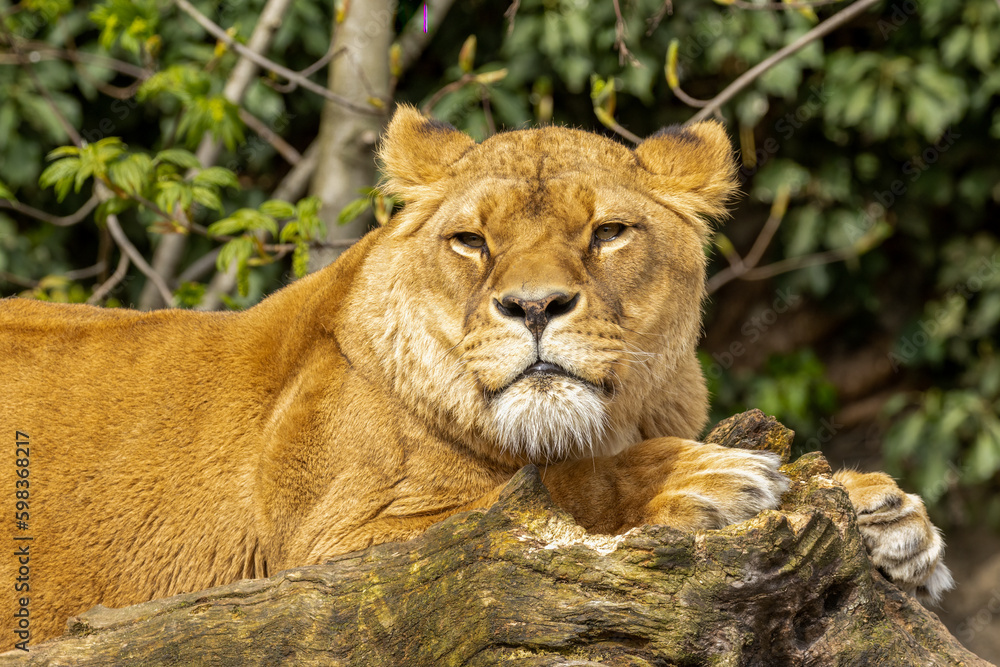 Obraz premium Beautiful lioness lying enjoying the sunshine looking at the camera