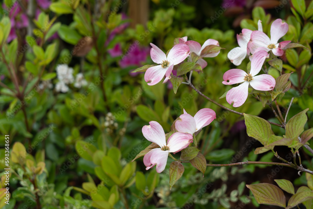 ピンクの花水木 ピンクの花水木
