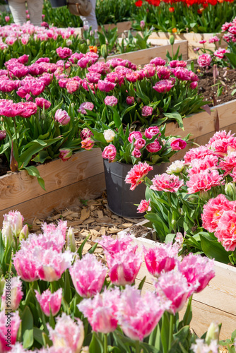 Varietà di tulipani diverse in fioritura in campo