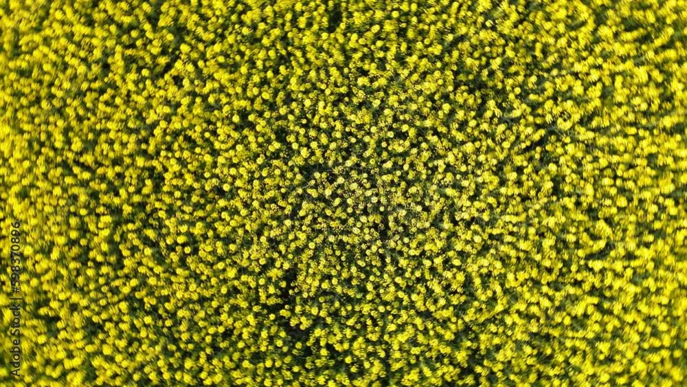 Seamless Loop Flowery Rape Field Seamless Loop Flowery Rape Field