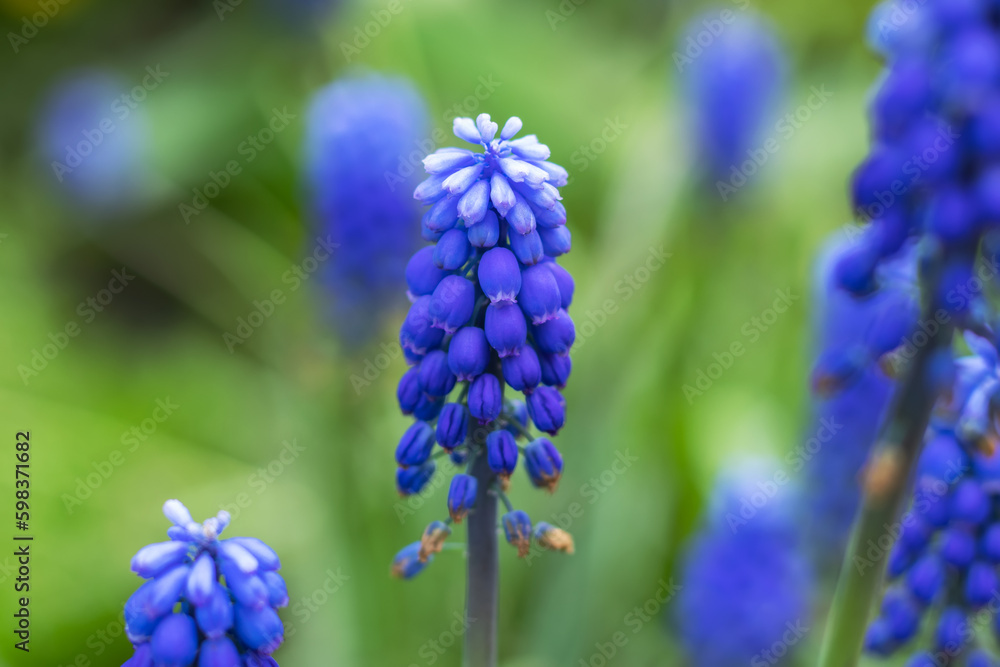 Muscari flowers, Muscari armeniacum, Grape Hyacinths spring flowers blooming in april and may. Muscari flowers, Muscari armeniacum, Grape Hyacinths spring flowers blooming in april and may.