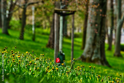 einzelne Tulpe rot