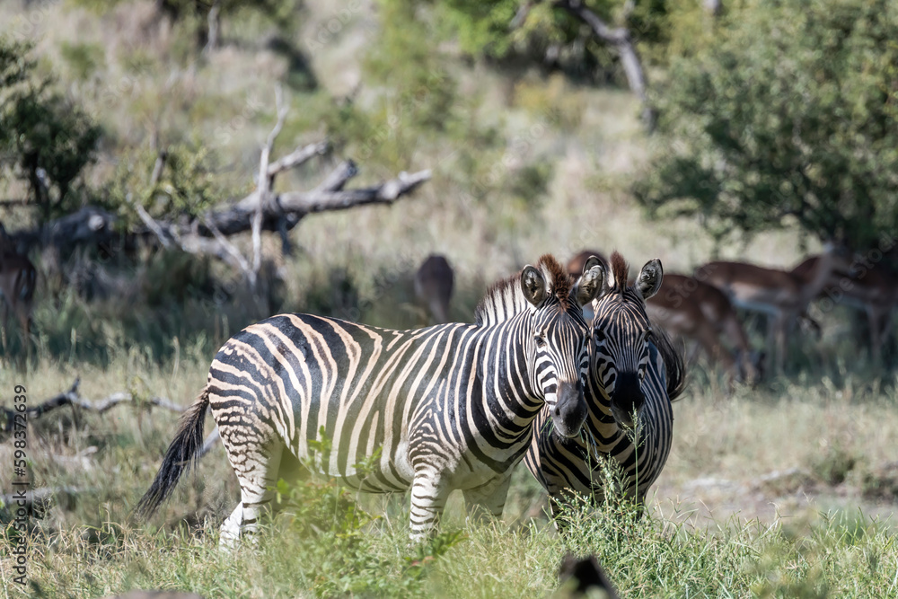 couple of zebras in tall grass at Kruger park wild countryside, South Africa couple of zebras in tall grass at Kruger park wild countryside, South Africa