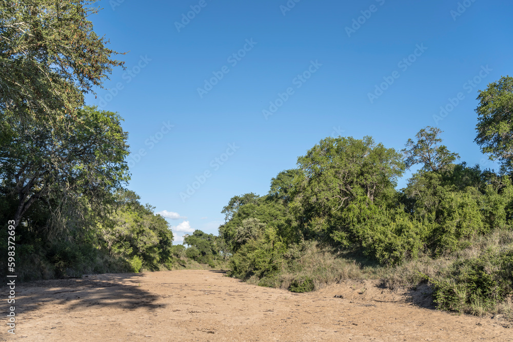 landscape with green trees on shores of dry riverbed in shrubland at Kruger park, South Africa landscape with green trees on shores of dry riverbed in shrubland at Kruger park, South Africa