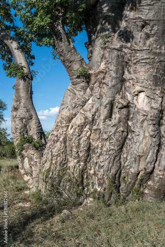 bark of Baobab tree in shrubland at Kruger park, South Africa
