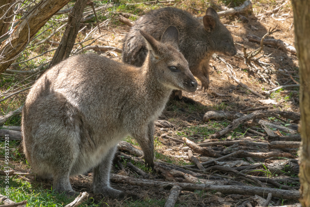 Wallabies on Phillip Island, south-southeast of Melbourne, Victoria, Australia Wallabies on Phillip Island, south-southeast of Melbourne, Victoria, Australia