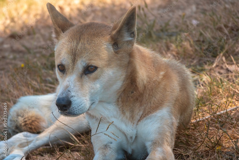 Dingo (Canis familiaris dingo), Alice Springs, Northern Territories, Australia.