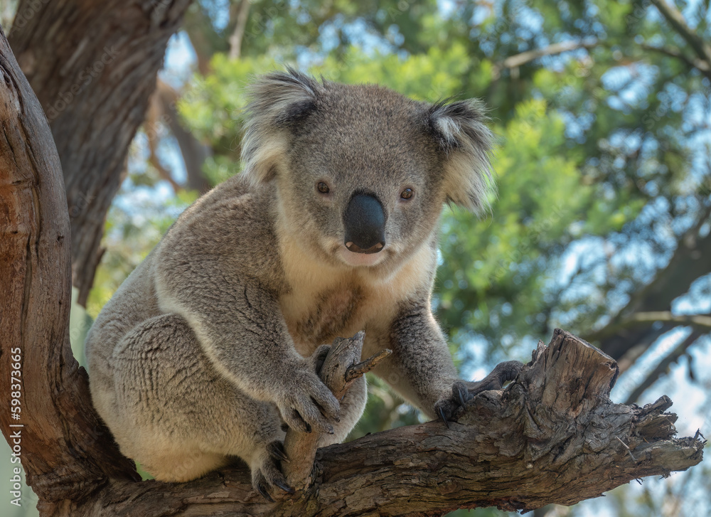 Naklejka premium Encounter with a Koala (Phascolarctos cinereus) on a eucalyptus tree, Phillip Island, south-southeast of Melbourne, Victoria, Australia