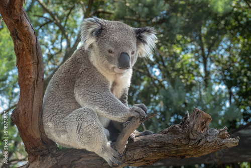 Encounter with a Koala (Phascolarctos cinereus) on a eucalyptus tree, Phillip Island, south-southeast of Melbourne, Victoria, Australia © Luis