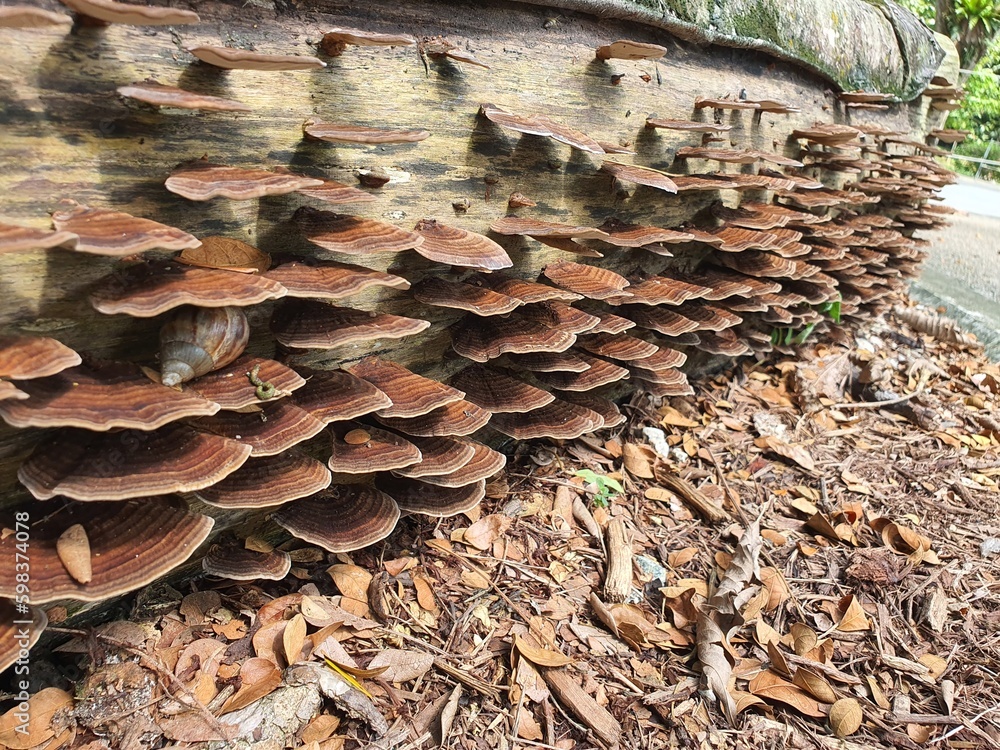 mushrooms on the wood mushrooms on the wood