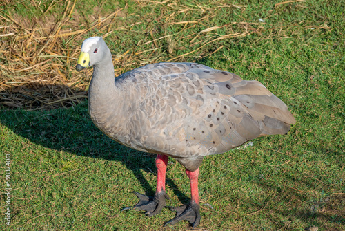 Cape Barren goose (Cereopsis novaehollandiae) resident in southern Australia photo