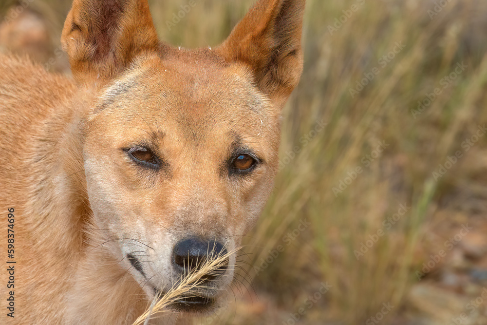 Dingo (Canis familiaris dingo), Alice Springs, Northern Territories, Australia. Dingo (Canis familiaris dingo), Alice Springs, Northern Territories, Australia.