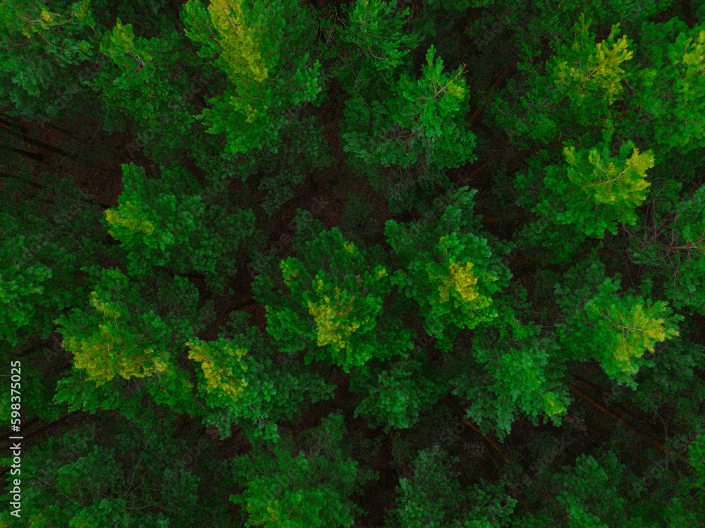 Drone flight over the forest, trees. Beautiful forest seen from a bird's eye view. Trees and green forest from the air, drone photo.