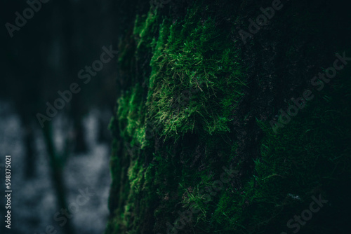 Moss on a tree. Forest nature concept  forest flora.