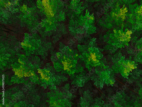 Drone flight over the forest, trees. Beautiful forest seen from a bird's eye view. Trees and green forest from the air, drone photo.