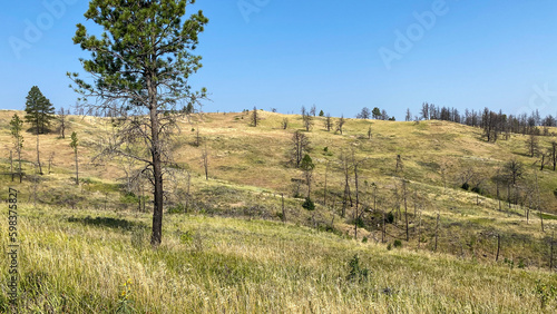 landscapes of Custer State Park in the summer