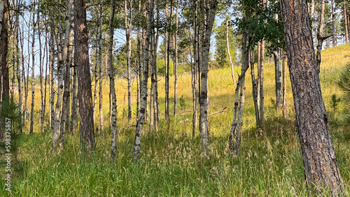 Fototapeta Naklejka Na Ścianę i Meble -  landscapes of Custer State Park in the summer
