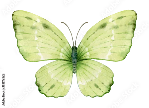 Fototapeta na wymiar Vibrant hand painted watercolor butterfly illustration. Design for the decoration of postcards, invitations, greeting cards, birthday, souvenirs, weddings.
