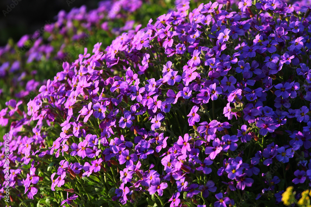 Purple rock cress, or Aubrieta deltoidea flowers in a garden Purple rock cress, or Aubrieta deltoidea flowers in a garden