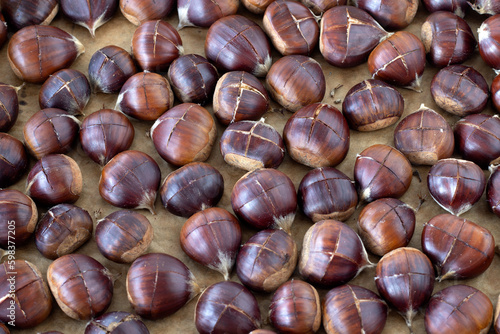 Raw brown chestnuts with a cut made on top prepared for roasting on a baking sheet. Top view. Selective focus. Healthy organic autumn snack food.
