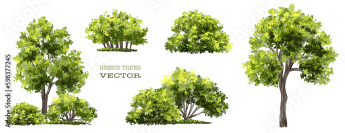 Vector watercolor of tree side view isolated on white background for landscape and architecture drawing  elements for environment and garden  painting botanical for section and elevation