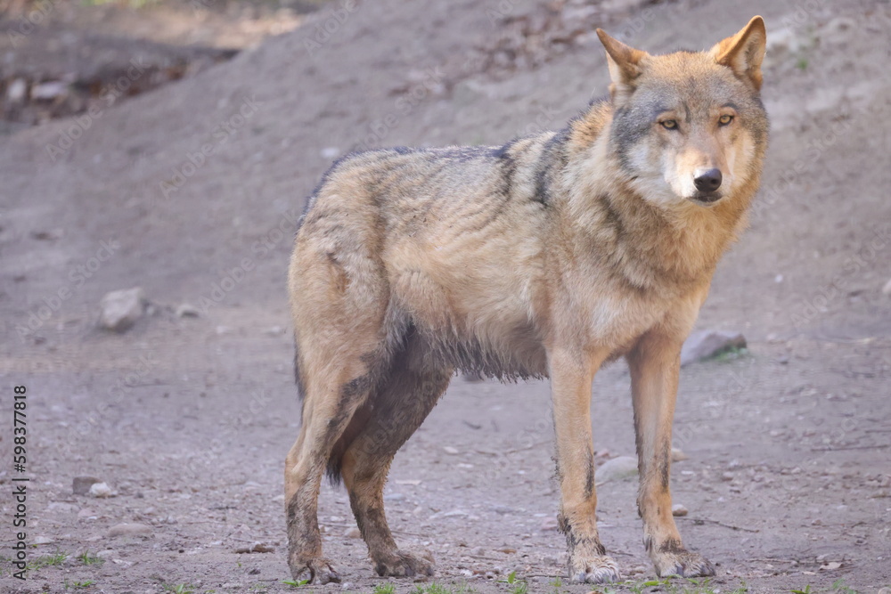 A view of a side view standing wolf