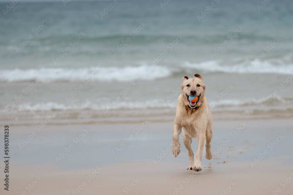Golden Labrador Retriever retrieving ball running towards camera on a beach 