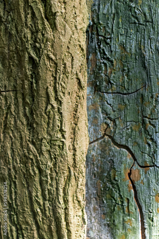 Obraz premium two different tree textures 
