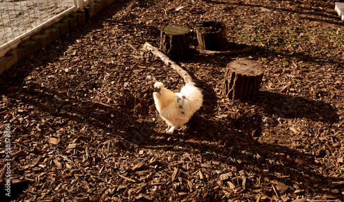 A creamy white silkie hen in a chicken coop. A white hen is in the middle of the pine bark and has made her hole in the sun.
