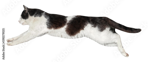 Cat jumping, or Flying, isolated, PNG on transparent background