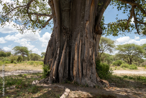 Damage to the trunk of a Baobab tree, done by elephants. Elephants eat the bark and can kill the trees