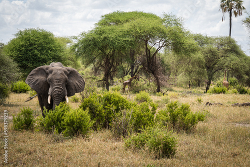 Photography Elephant and giraffes exisit peacefully in Tarangire National Park Tanzania