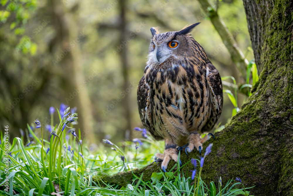 A Eurasian Eagle Owl in a natural woodland setting surrounded by bluebells A Eurasian Eagle Owl in a natural woodland setting surrounded by bluebells