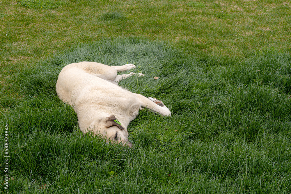 The dog lies on green grass. A golden retriever lying in a grassy field. Its domestic pet mammal presence brings warmth and comfort to the scene. The dog lies on green grass. A golden retriever lying in a grassy field. Its domestic pet mammal presence brings warmth and comfort to the scene.