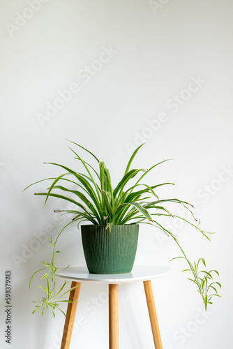 Spider plant on white background. Chlorophytum. Green plant on table isolated.