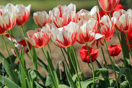 Two-tone red and white tulips in the park in spring on a blurry background 