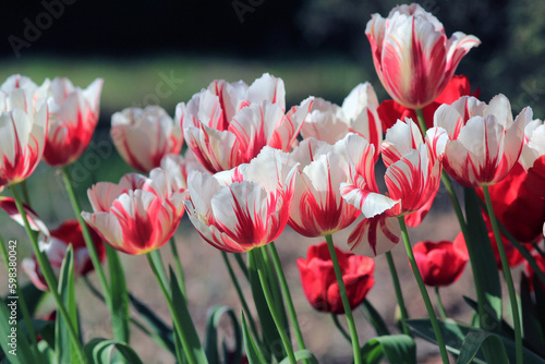 Two-tone red and white tulips in the park in spring on a blurry background 