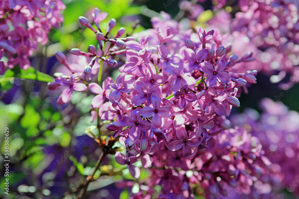 Blooming lilac in the park in spring on a blurry background
Blooming lilac in the park in spring on a blurry background