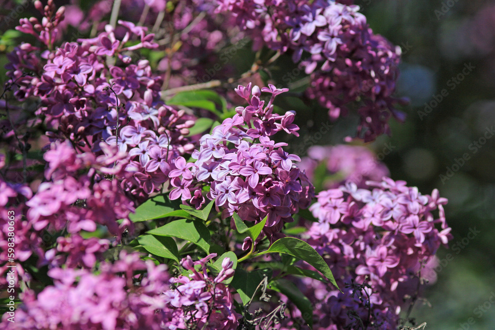 Blooming lilac in the park in spring on a blurry background

