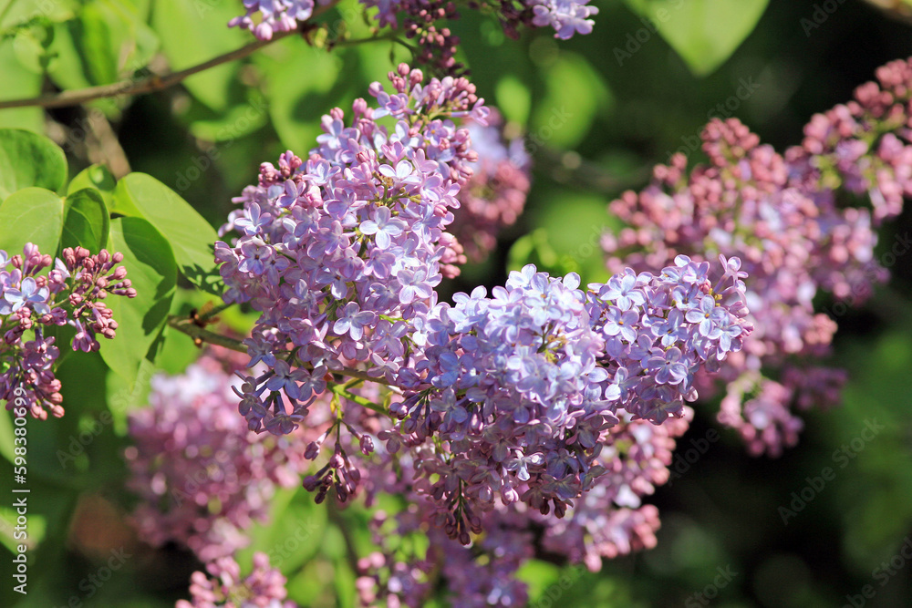 Blooming lilac in the park in spring on a blurry background

