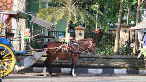 Salatiga, 18 Sept 2022 - coachman is waiting for passengers on the side of a city road. In Indonesia, the Delman is a traditional two-wheeled transportation vehicle that uses horse power. photo