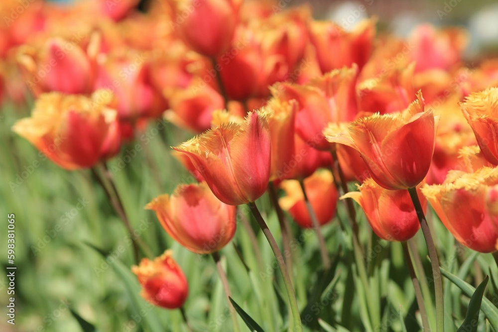Fototapeta premium Delicate orange tulips in the park in spring on a blurry background 