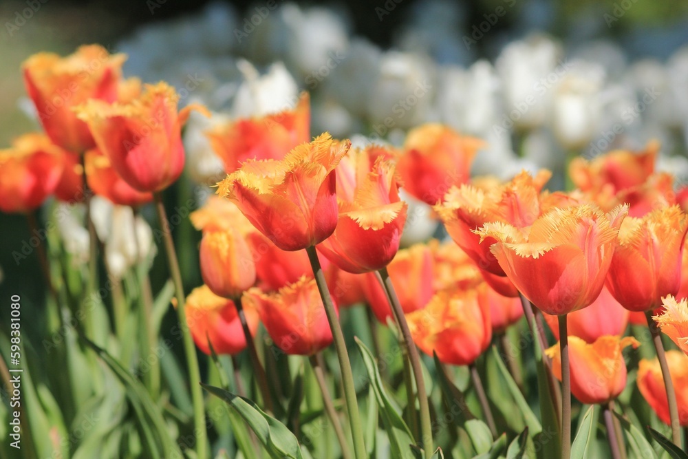 Delicate orange and white tulips in the park in spring on a blurry background
Delicate orange and white tulips in the park in spring on a blurry background